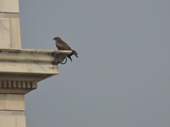 Milvus migrans