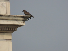 Milvus migrans