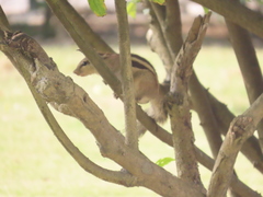 Funambulus pennantii