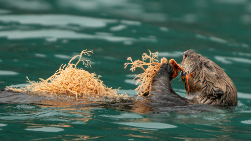 Sea Otter photographed in Alaska