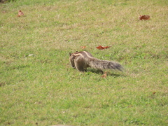 Funambulus pennantii