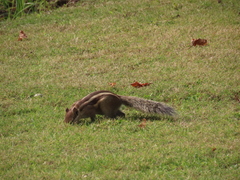 Funambulus pennantii