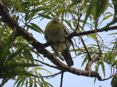 Treron phoenicopterus