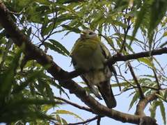 Treron phoenicopterus