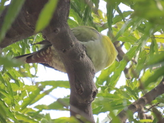 Treron phoenicopterus