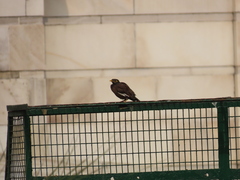 Acridotheres tristis