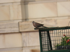 Streptopelia chinensis