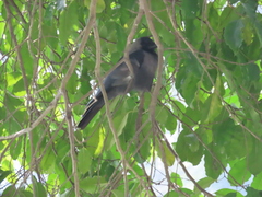 Corvus splendens