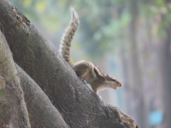 Funambulus pennantii