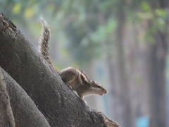 Funambulus pennantii