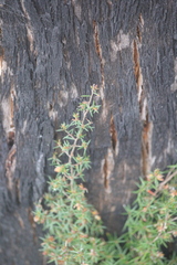 Stenanthera conostephioides