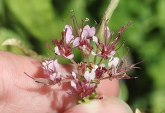 Polanisia dodecandra riograndensis