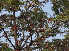 Magnoliopsida