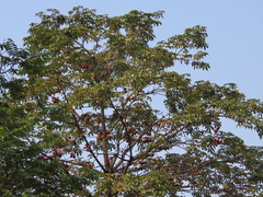 Magnoliopsida