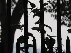 Magnoliopsida