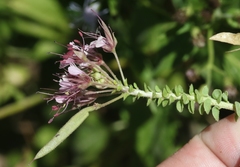 Polanisia dodecandra riograndensis