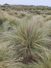 Poa litorosa