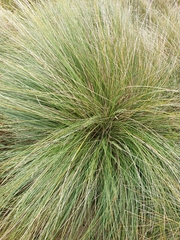 Poa litorosa