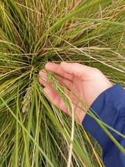 Poa litorosa