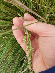 Poa litorosa