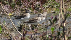 Calidris minutilla