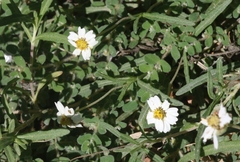 Melampodium cinereum