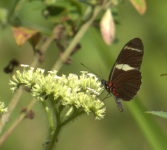 Heliconius sara magdalena