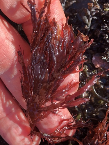 Pikea californica observed 2021-12-31