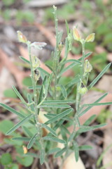 Crotalaria brevis