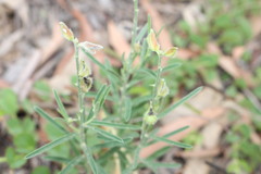 Crotalaria brevis