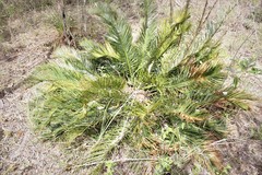 Cycas ophiolitica
