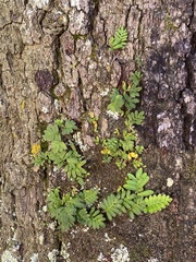 Pleopeltis michauxiana