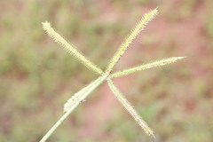 Dactyloctenium australe