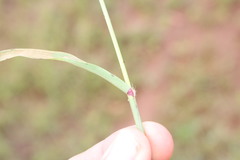 Dactyloctenium australe