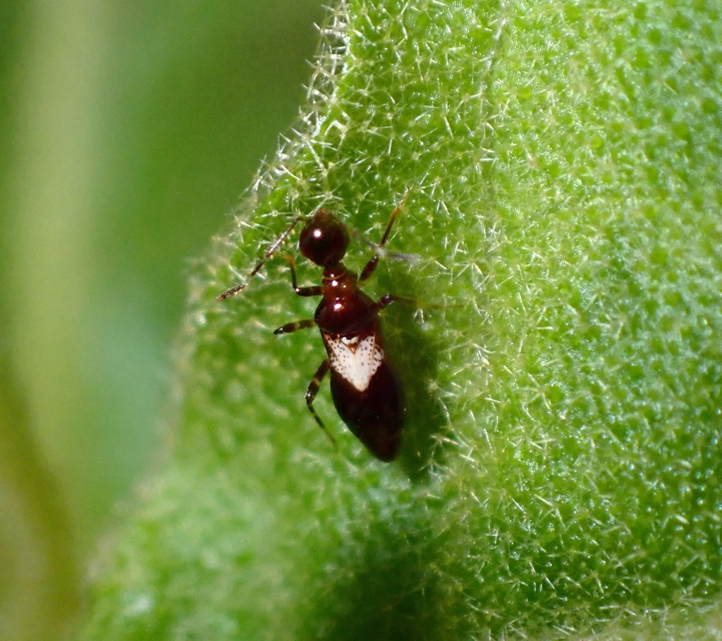 Nicostratus minor