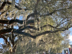 Tillandsia usneoides