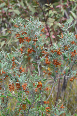 Grevillea floribunda