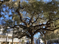 Tillandsia usneoides