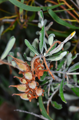 Grevillea floribunda