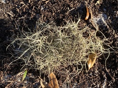 Tillandsia usneoides