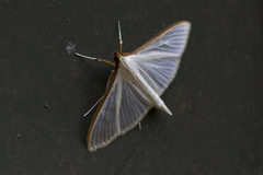 Palpita margaritacea