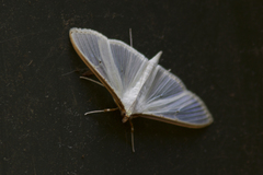 Palpita margaritacea