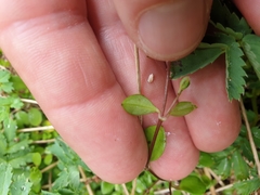 Stellaria decipiens