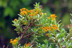 Lasiosiphon meisnerianus