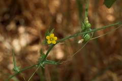 Cucumis variabilis