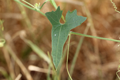 Cucumis variabilis