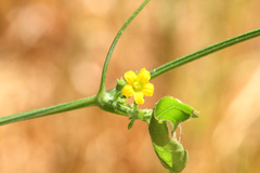 Cucumis variabilis