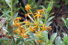 Lasiosiphon meisnerianus