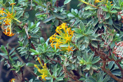 Lasiosiphon meisnerianus