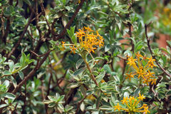 Lasiosiphon meisnerianus